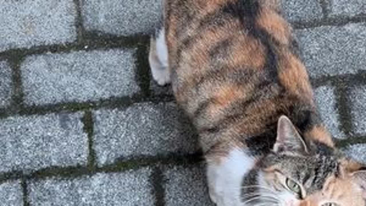 可怜的妙音咪子，叫得让人心碎#流浪猫 #三花猫 #流浪猫日常