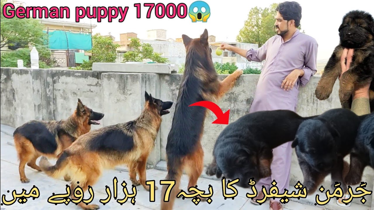 German shepherds puppies . itne km price range me