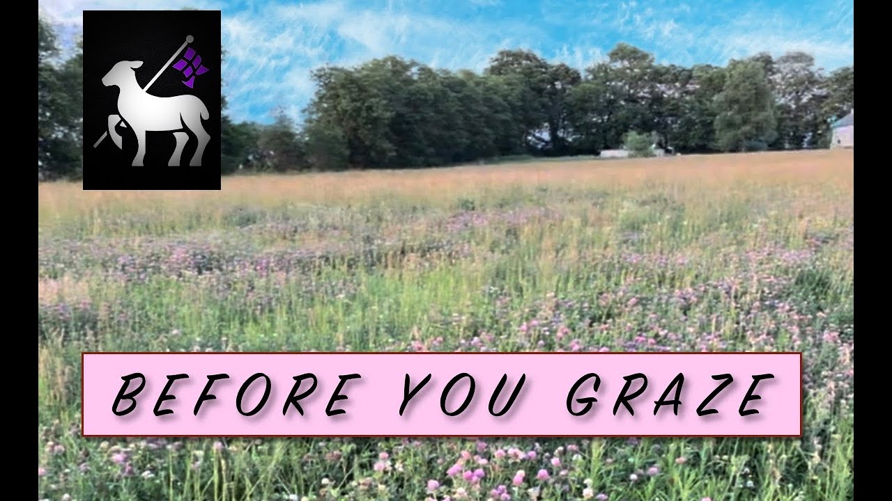 Problems with Grazing Sheep and Goats | What to Know!