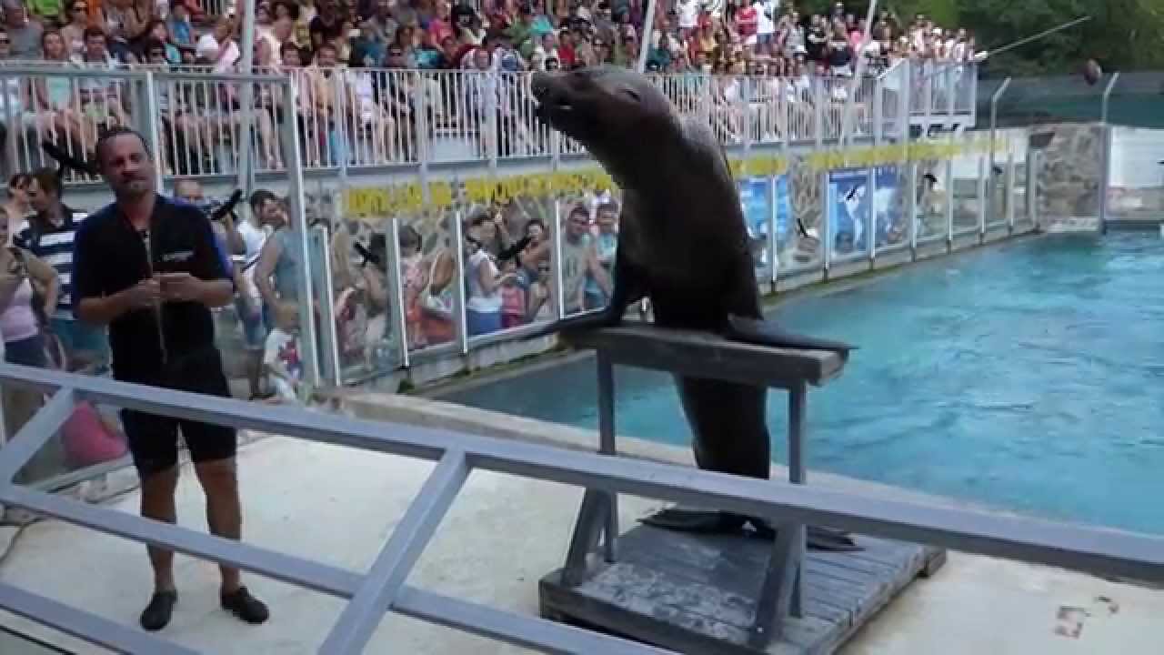Nyíregyházi Állatpark Fókashow