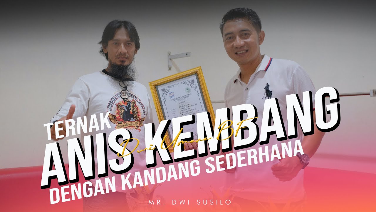 Sukses Breeding (Ternak) Burung Anis Kembang Prestasi Dengan Tempat Sederhana