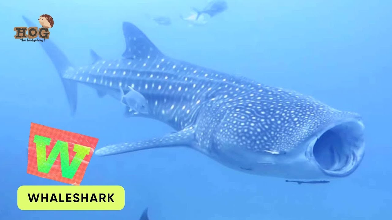 ABC Sea Giants Song | Shark, Whale and Dolphin | Learn English, Alphabets and Animals for Kids 