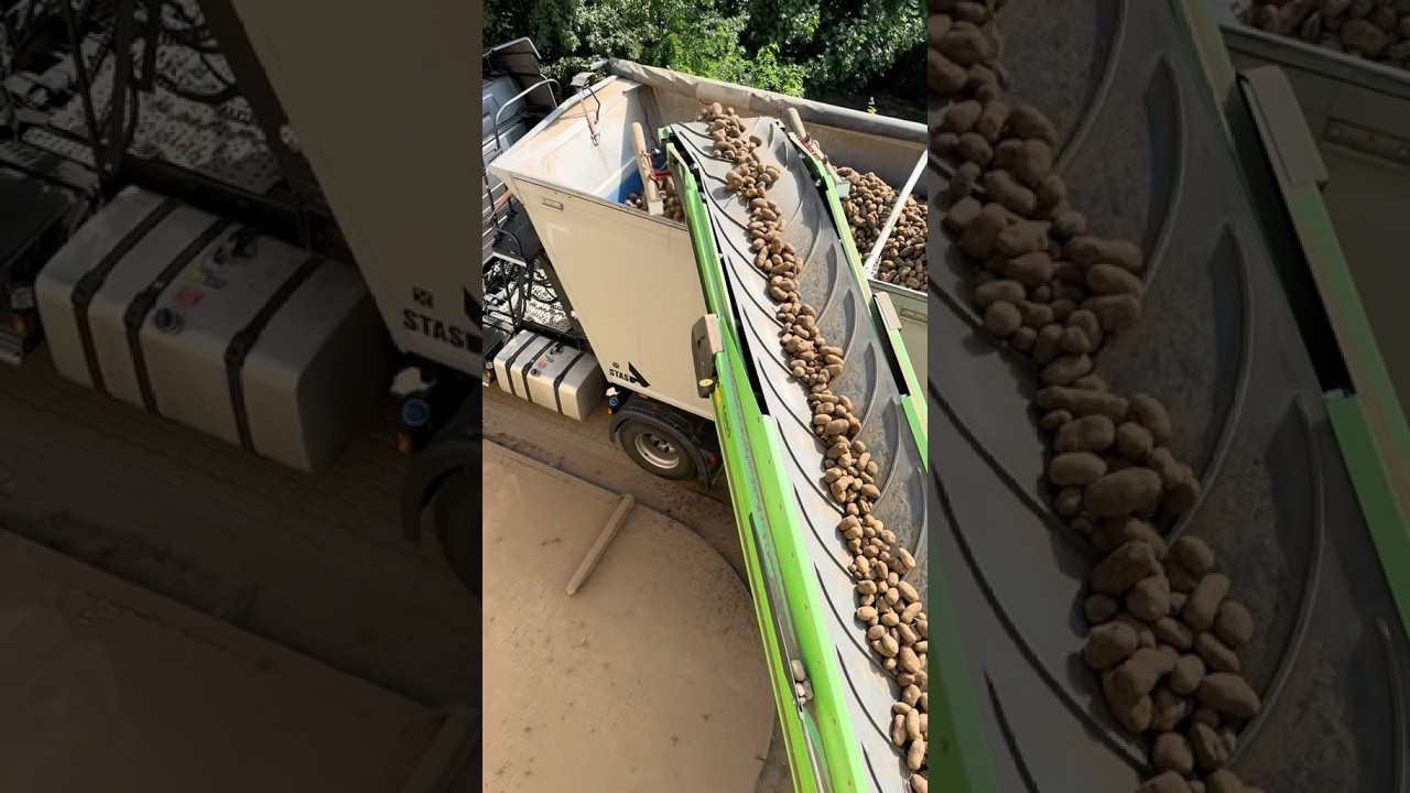 Wie kommen die Kartoffeln vom Haufen auf den LKW?! 🥔🚛✅ #kartoffeln #verladen #truck #lkw #farming