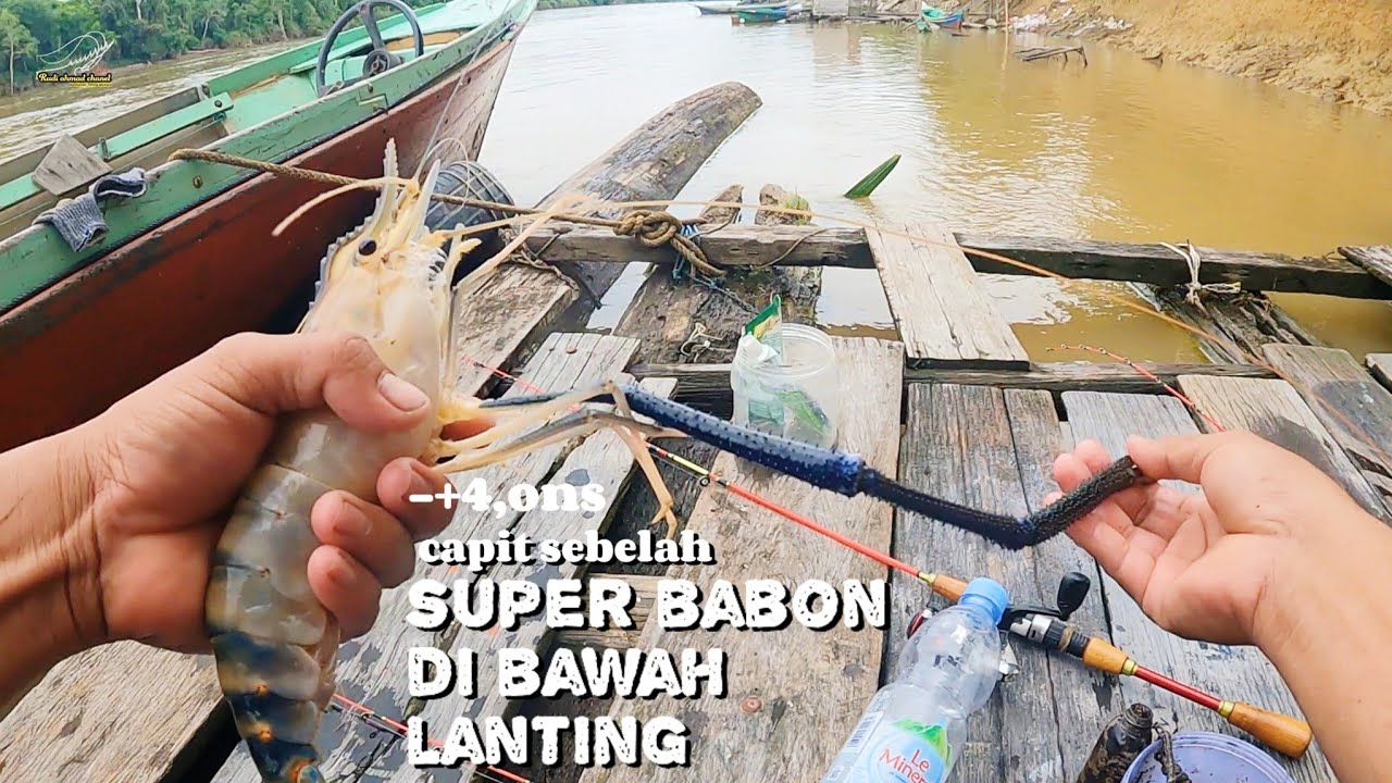 terangkat nya datuk nya udang galah besar di bawah lanting sungai katingan