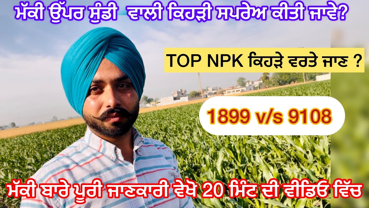 ਮੱਕੀ ਉੱਪਰ ਸੁੰਡੀ ਵਾਲੀ ਕਿਹੜੀ ਸਪਰੇਹ ਕੀਤੀ ਜਾਵੇ 🌽 | Corn Silage #farming #farmer #corn #cornsilage