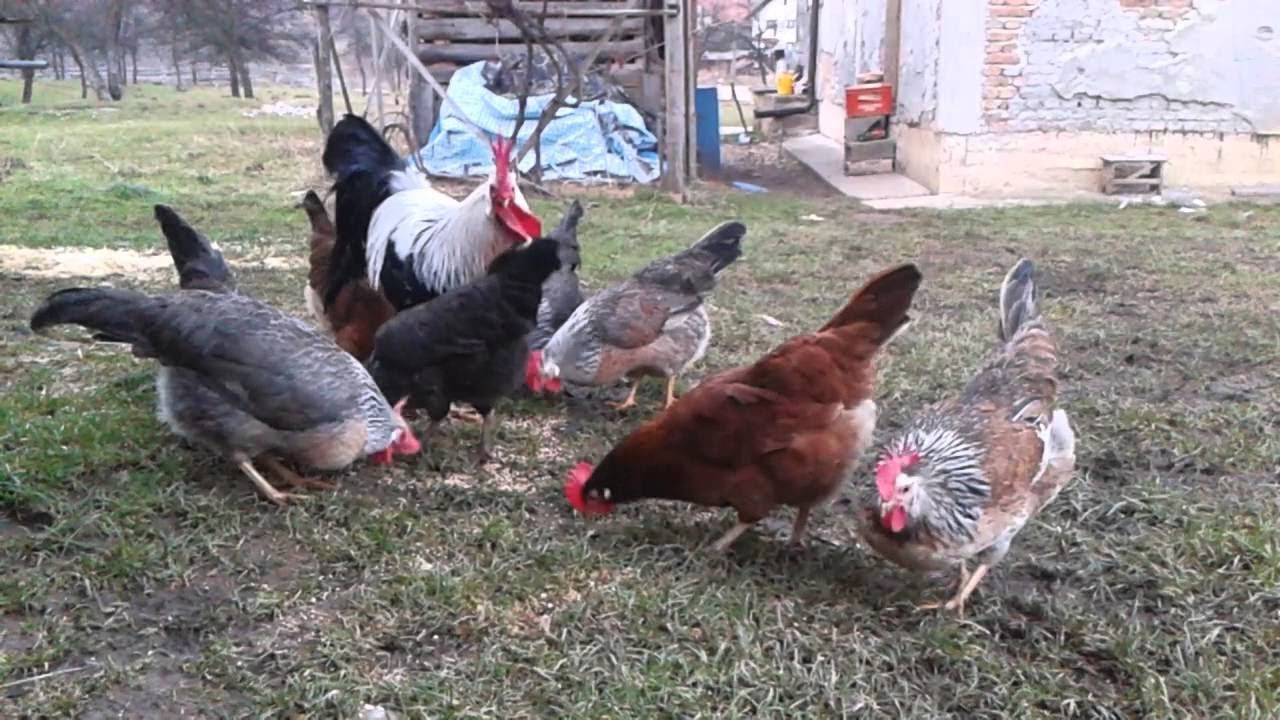 Koja rasa koka nosi najkrupnija i najkvalitetnija jaja?