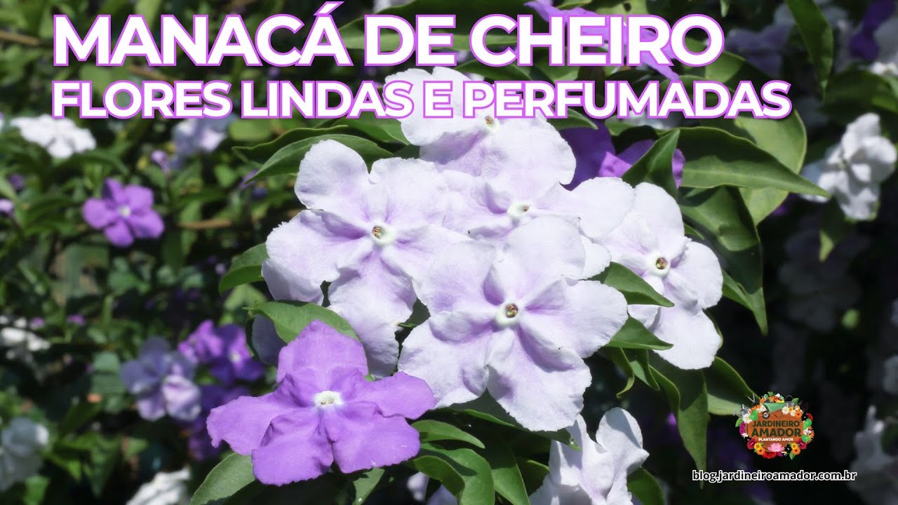 Manacá De Cheiro – Uma Flor Para Perfumar Seu Jardim