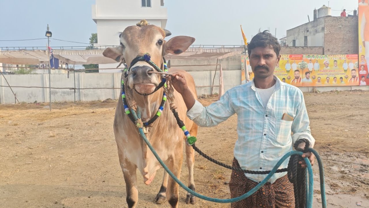 చిలకలూరిపేట 6వ  SSR bulls సేవల గోపికృష్ణ గారు