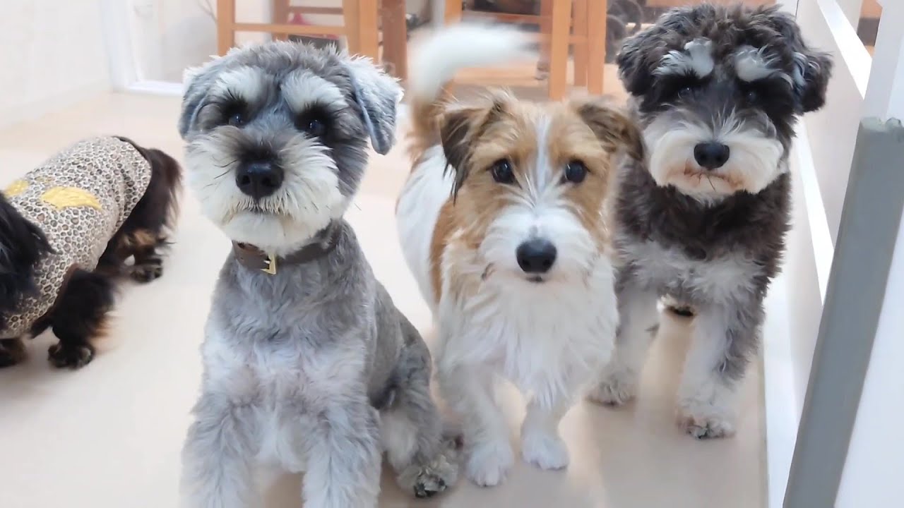ミニチュアシュナウザーを従えるジャックラッセルテリア　🐶ひみつきちなう！①🐶  2023年11月23日