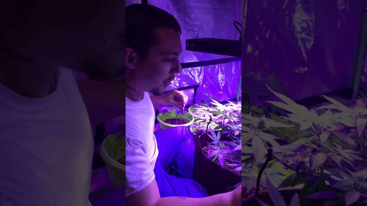 First time growing marijuana!