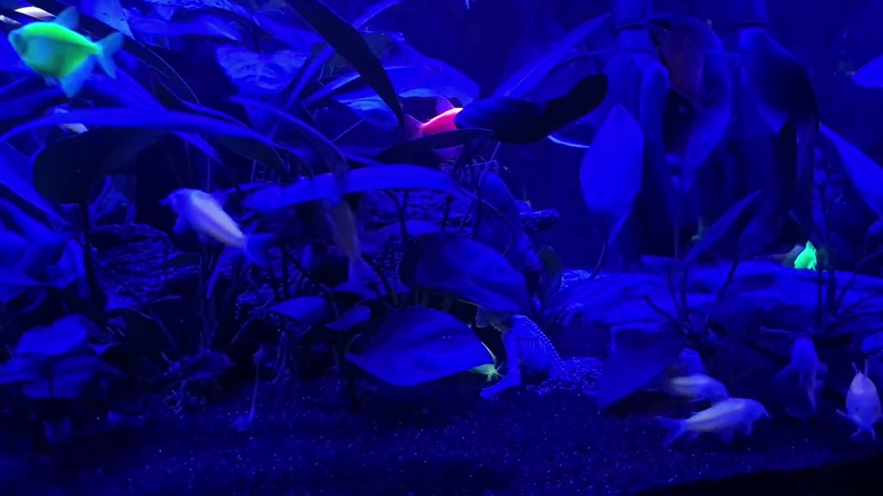   ready to make babies  😛 after a nice meal of live black worms and live brine shrimp #corycatfish 