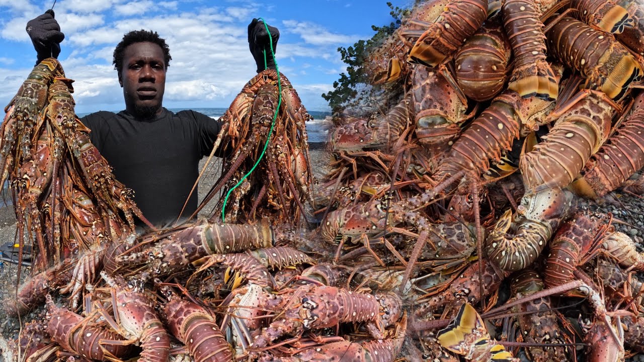 SPINY LOBSTER SEASON LOBSTER TAKE OVER JAMAICAN SHORELINE #MONSTER #GIANT #LOBSTER #INVASIVE #SPINY 