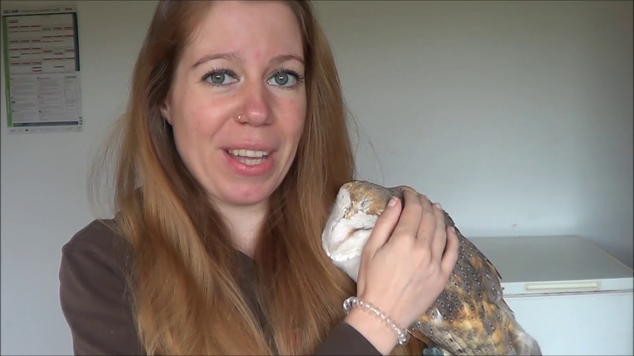How to pet a barn owl & Lookie interrupting me with her cuteness