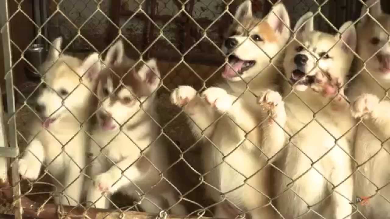 Donne la patte - EP06 Husky Sibérien (28 octobre 2015)