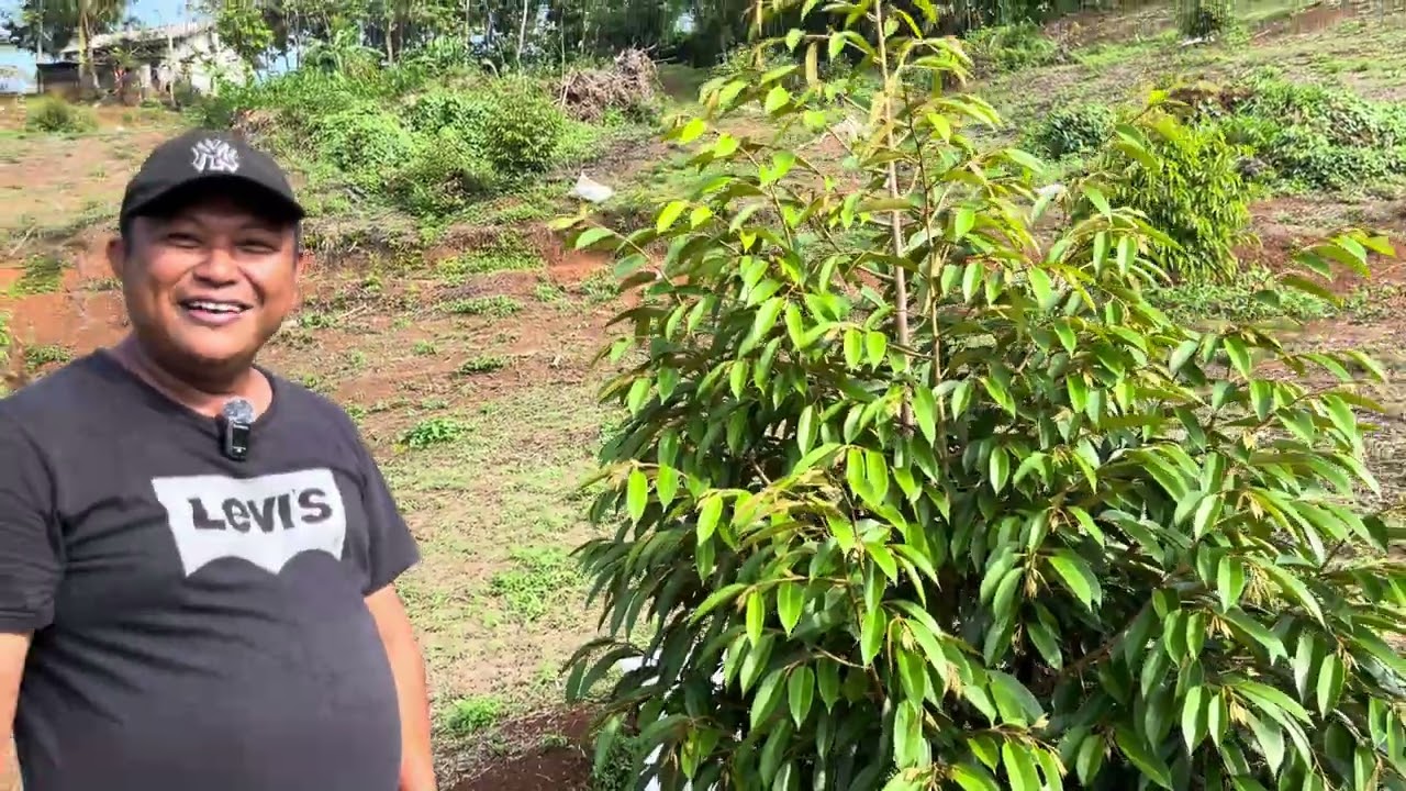 ABN FARM||Perawatan Sederhana,Pertumbuhan Pohon Durian Sangat Baik disini