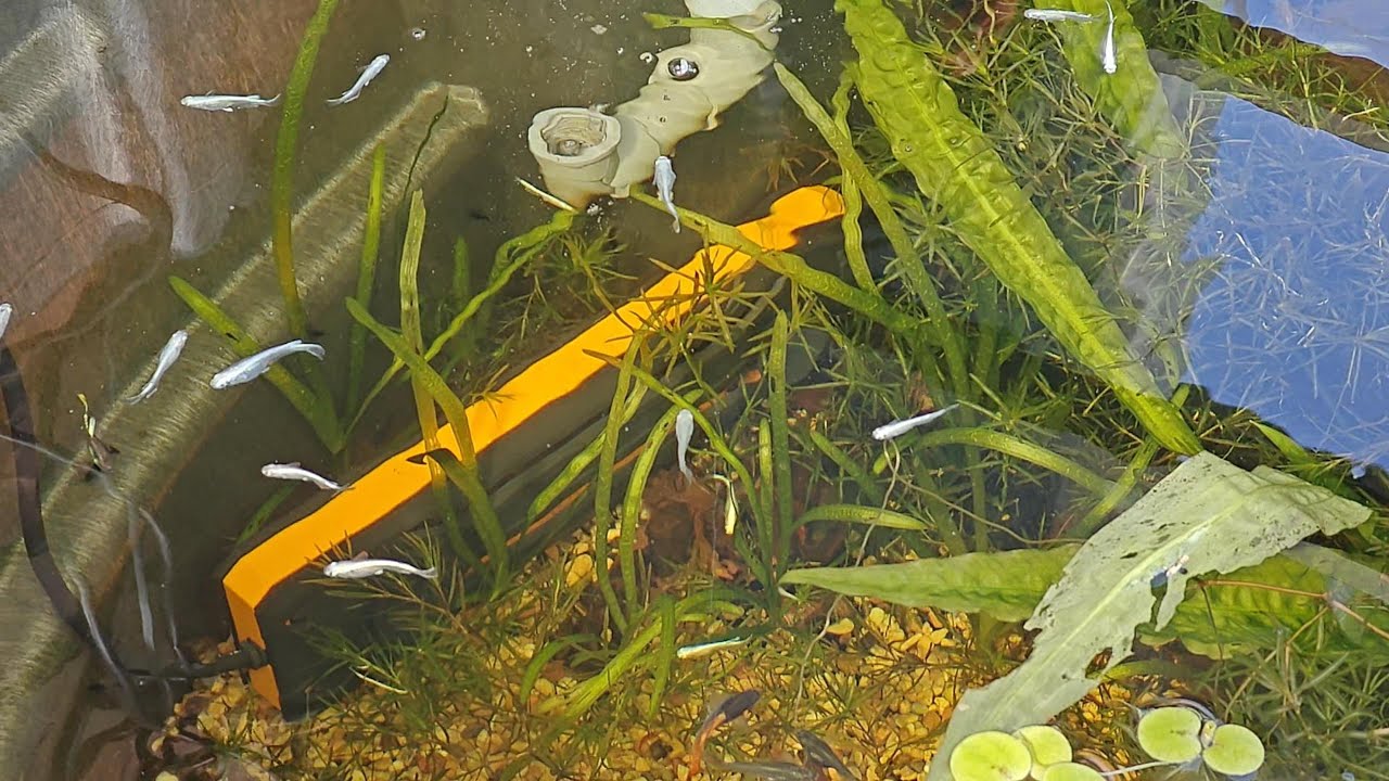 Sharing my journey breeding Medaka Rice fish #medaka #ricefish #breeding