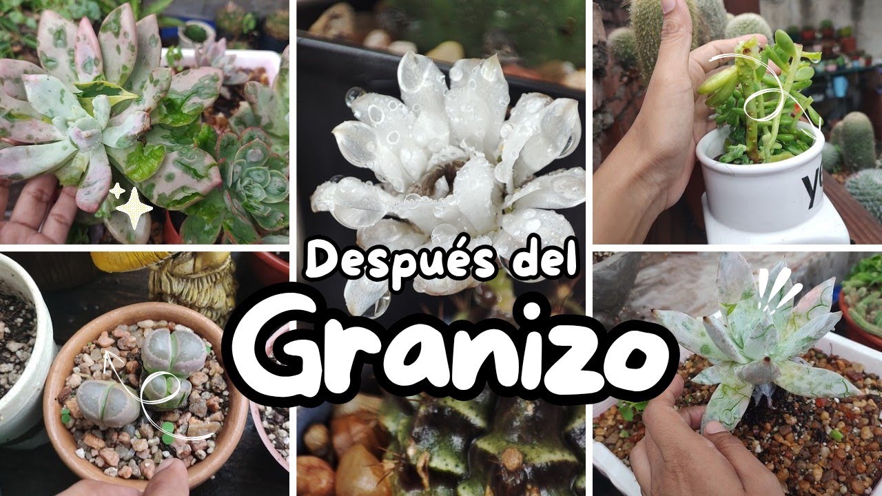 Lo que el granizo me dejó + actualización del jardín | Corazón de Cactus 