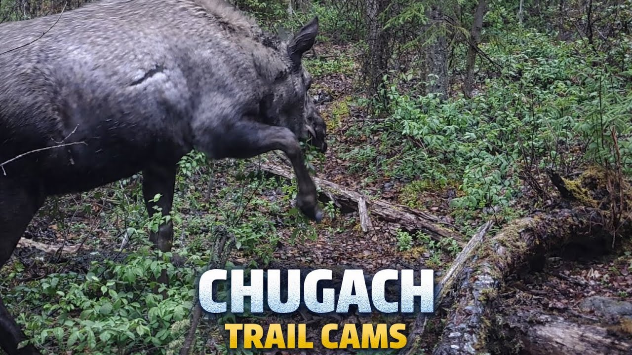 Scenes of Alaskan wildlife, caught on trail camera.