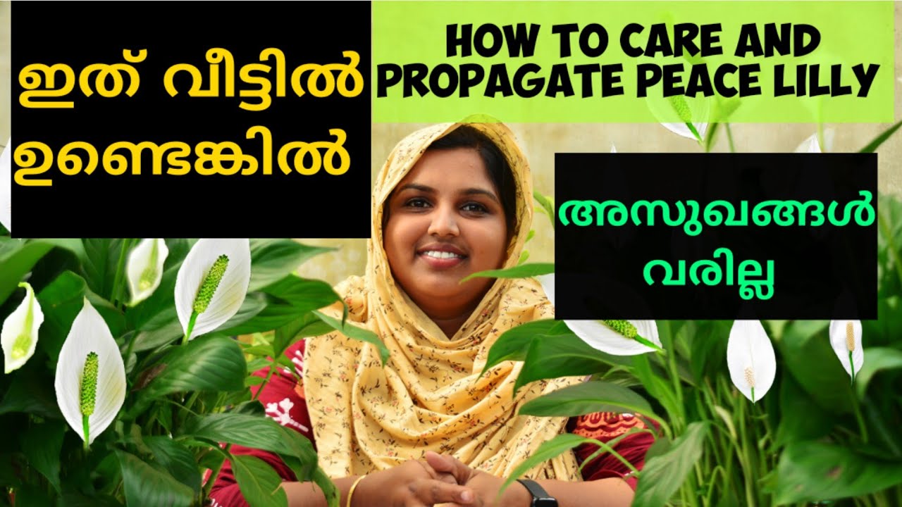 ഈ ചെടിയുടെ രഹസ്യം അറിയണ്ടേ || HOW TO CARE PEACE LILLY MALAYALAM