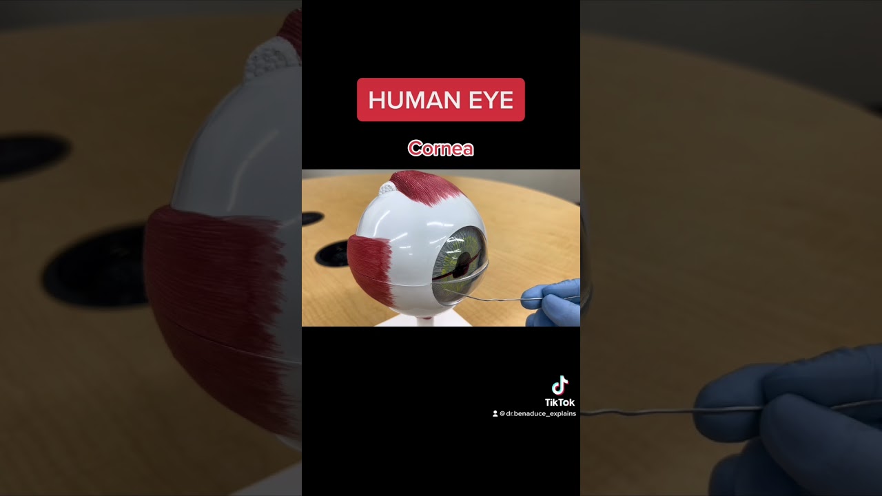 Where is the cornea of our eyes?