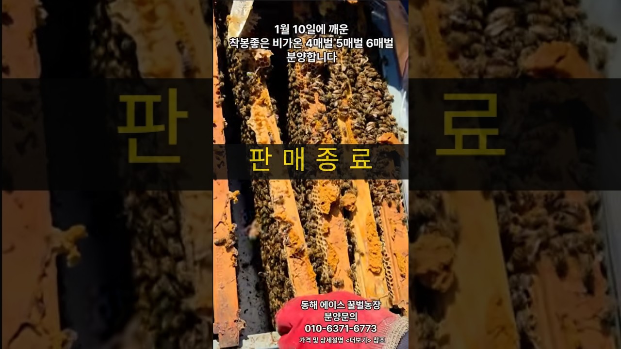 [판매종료] 동해시 청정 지역에서 키운 양봉 분양 #3월8일 #비가온벌 #양봉 #종봉 #분양