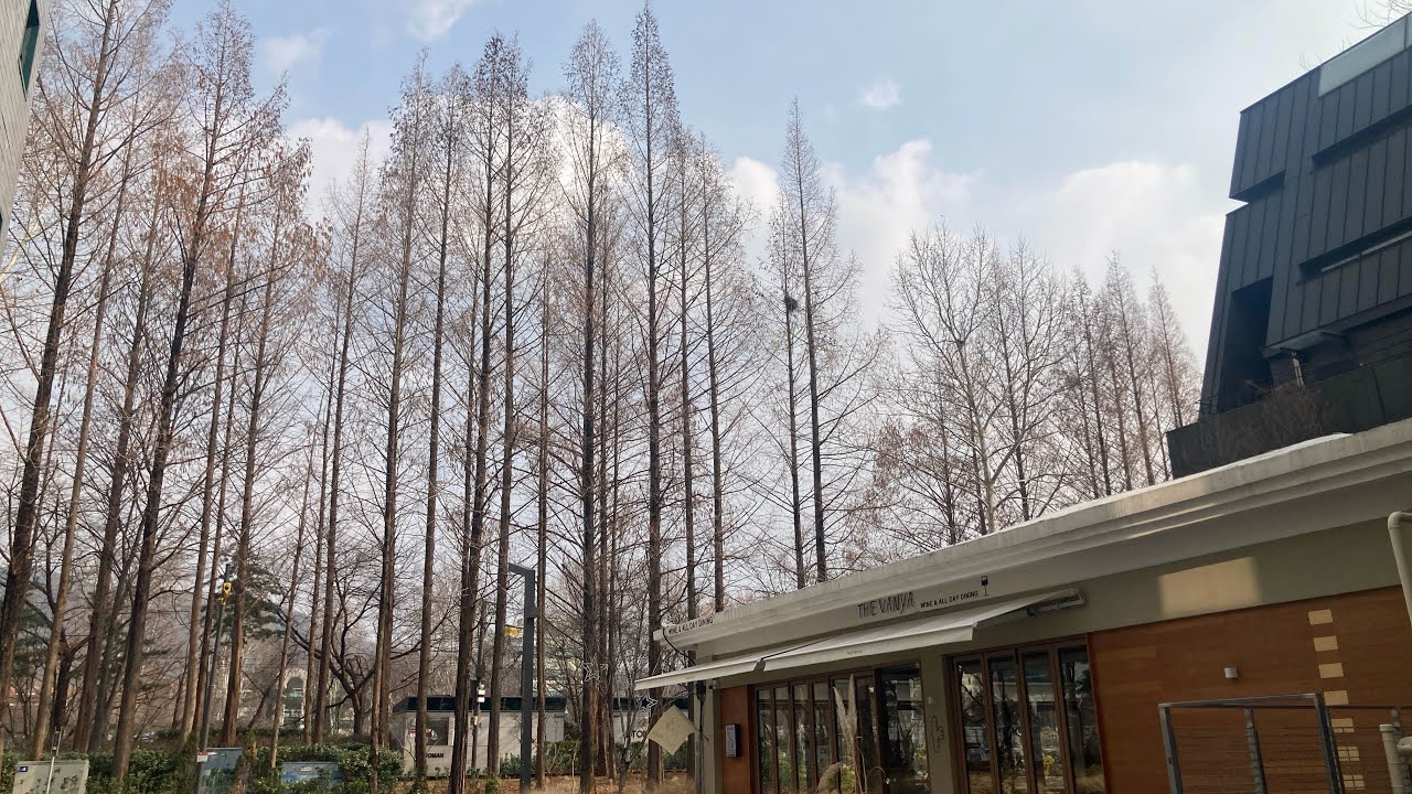 힐튼 가든 인 런치 그리고 양재천 카페거리와 매헌시민의 숲 산책