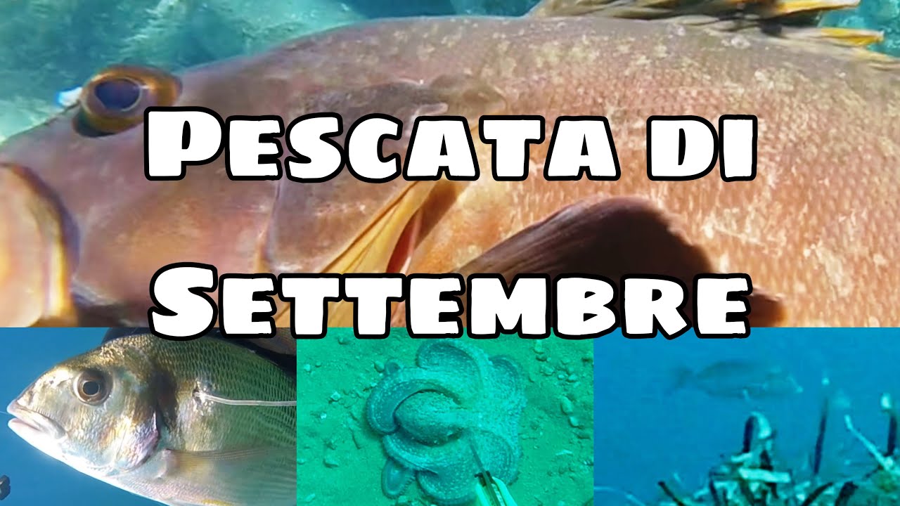 Dentice, Cernia, Orata, Polpo e Saraghi !!! Settembre 2025