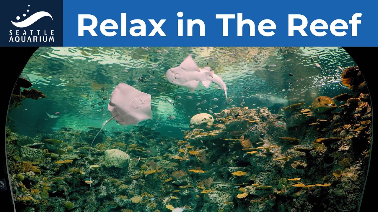 Relax in The Reef