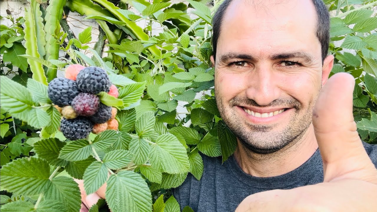 FRAMBOESA COLHEITA E MANEJO