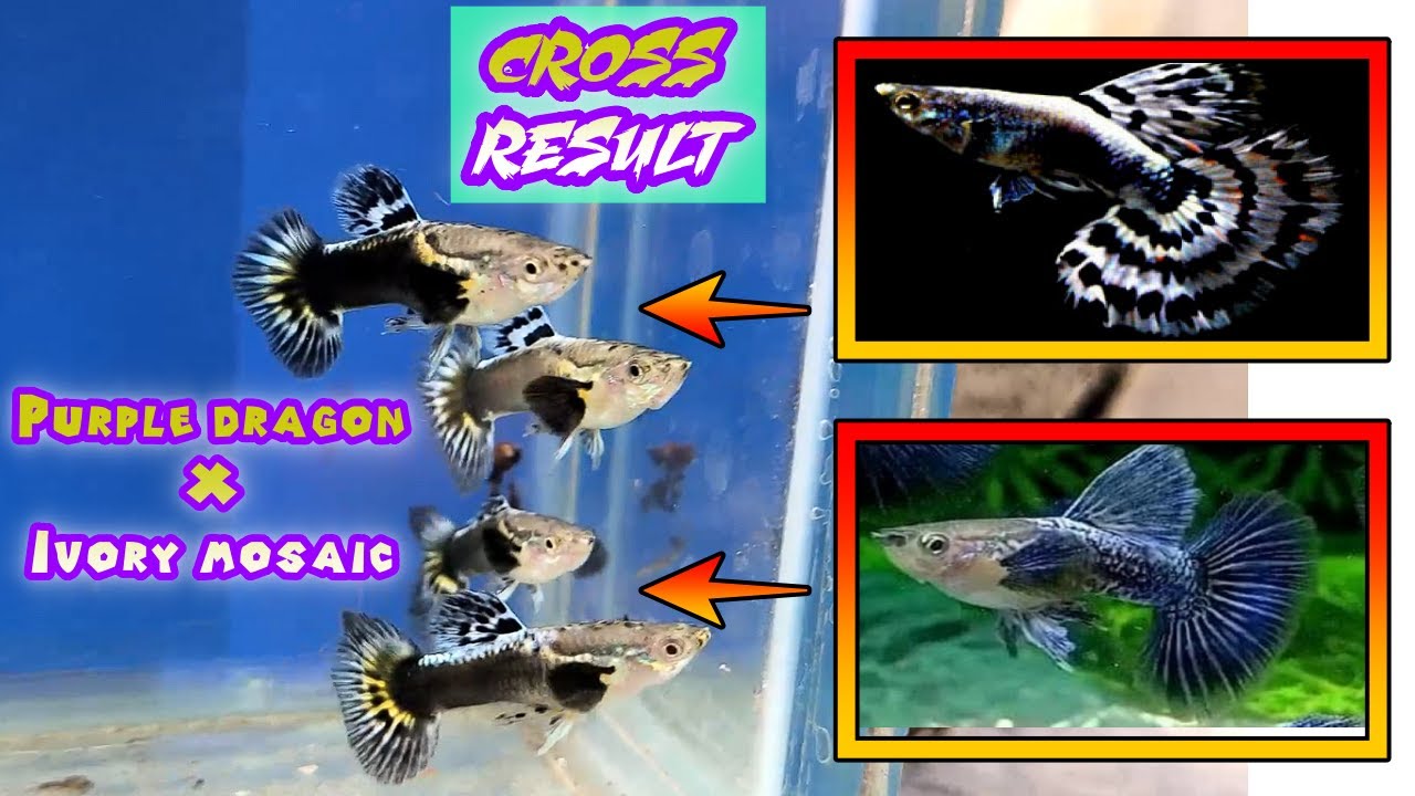 Purple dragon guppy and ivory mosaic update #guppy #guppybreeder #guppybreeding #guppyfish