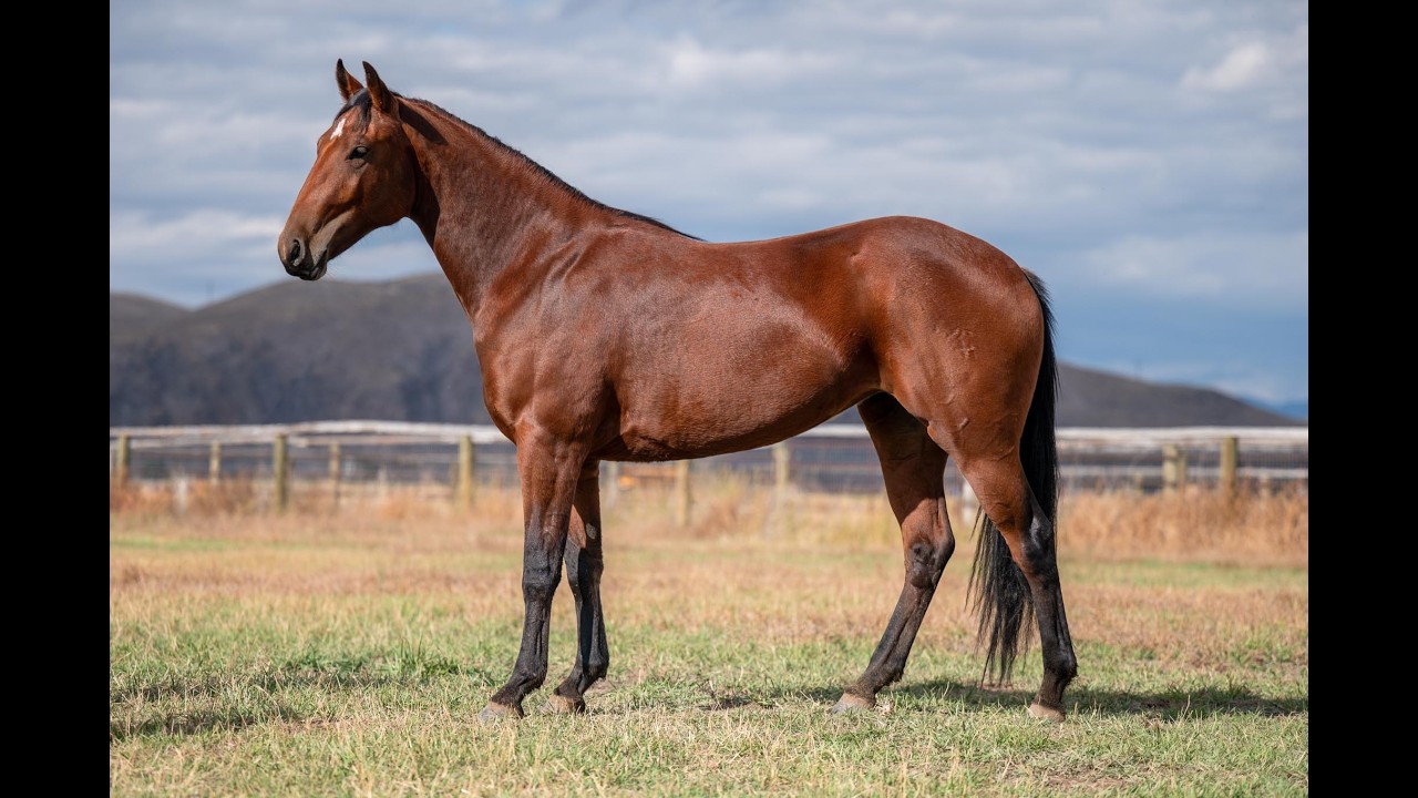 Lot #6 JUST TOO MUCH CASH