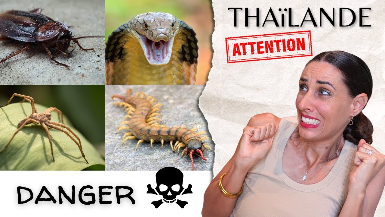 Animaux et insectes DANGEREUX de THAÏLANDE | Conseils utiles