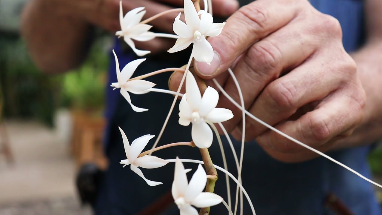 Top 5 | Orquídeas más bonitas de la semana