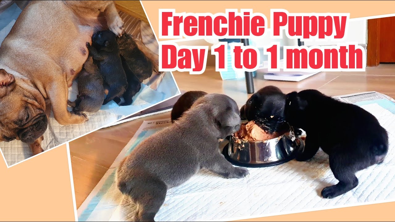 Update on our puppies' first month! | French Bulldog Philippines