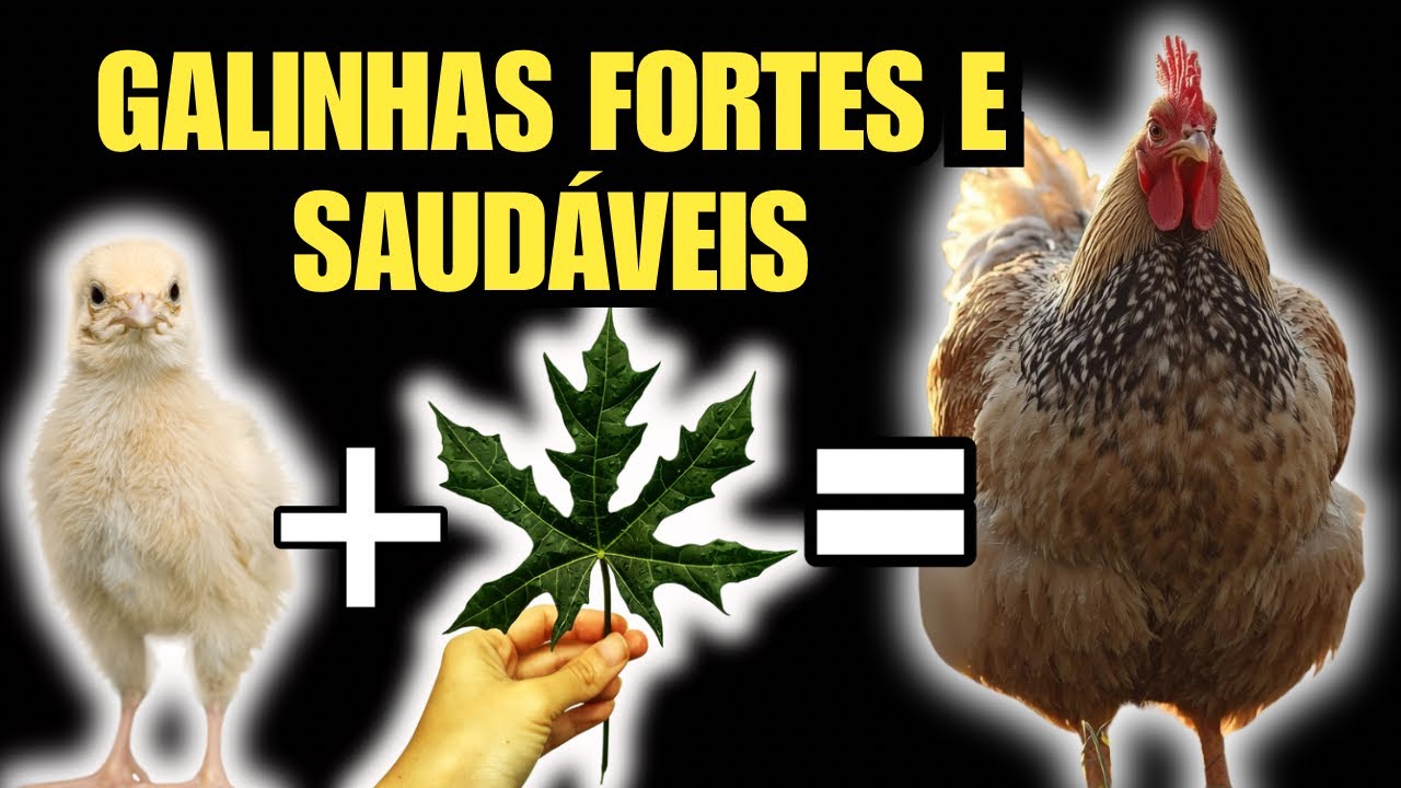 BASTA UM POUQUINHO E TENHA GALINHAS FORTES E SAUDÁVEIS! DICAS DO OVO A VIDA ADULTA!