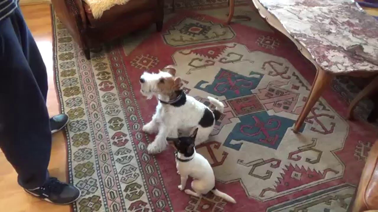 Toy Fox Terrier Skipper  and Wire Fox Terrier LouLou