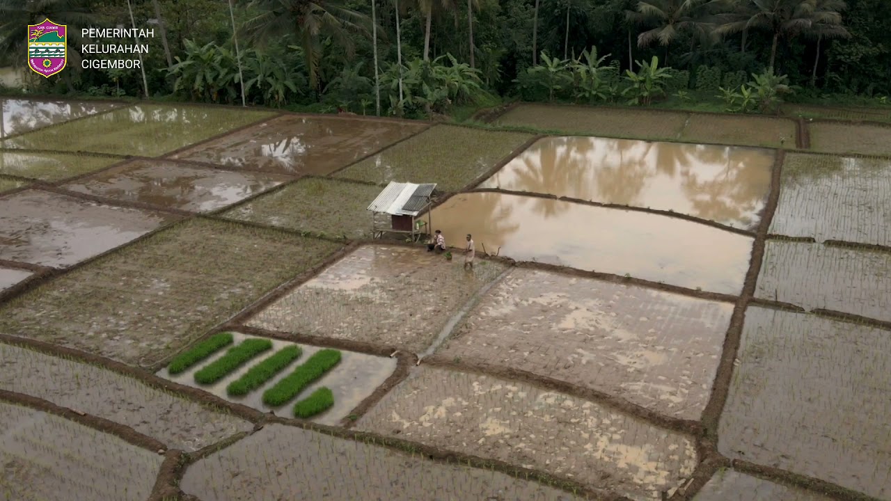 MUSIM TANAM KELURAHAN CIGEMBOR, CIAMIS