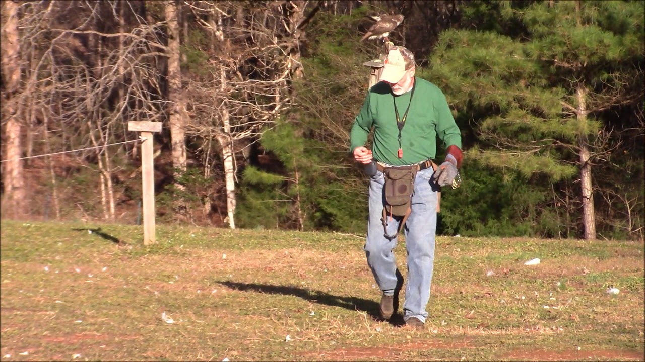 Part 13:Training Alice day 25. First free flight.