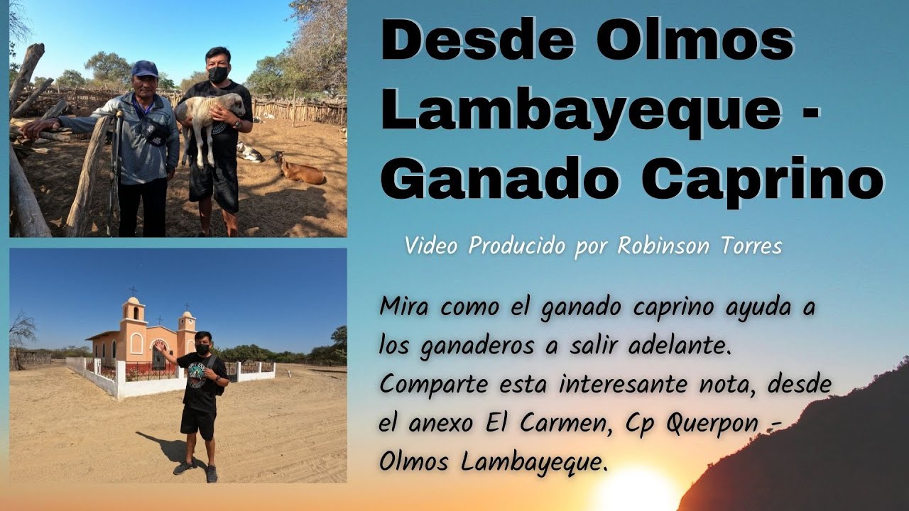 DESDE 0LM0S LAMBAYEQUE - CRIANZA DE GANADO CAPRINO