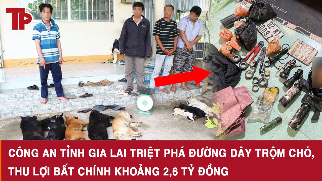 Công an tỉnh Gia Lai triệt phá đường dây trộm chó, thu lợi bất chính khoảng 2,6 tỷ đồng