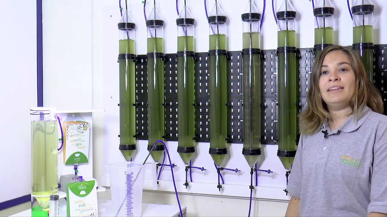 Rotifer culture using Easyroti by Easyreefs (English)
