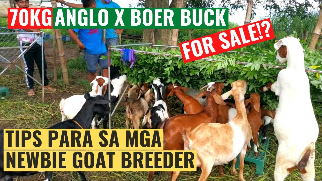 70kg ANGLO X BOER BUCK IBINEBENTA? | TIPS SA NEWBIE GOAT BREEDER | NAUJAN LAKE |