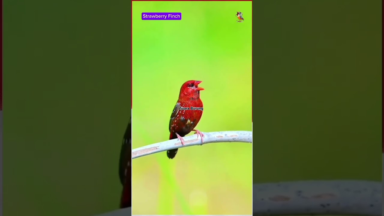 Burung Strawberry Finch #birds #birdsong #birdsounds #finch