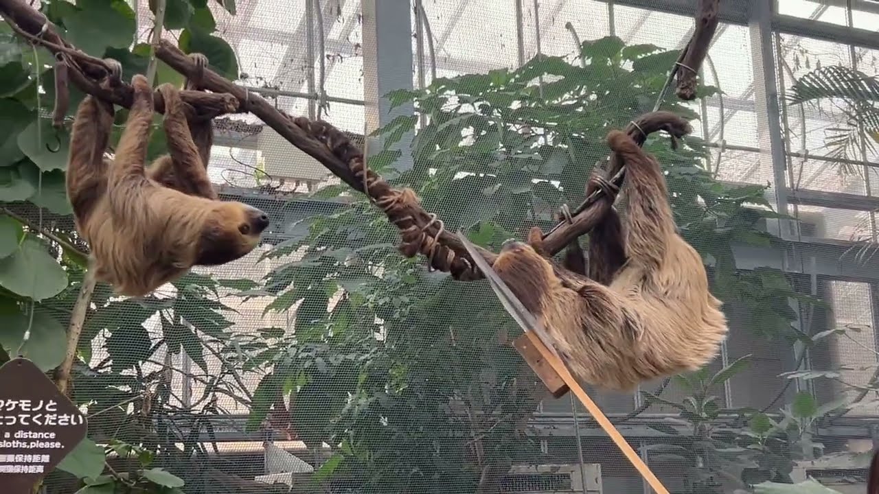神戶動物王國 kobe animal kingdom