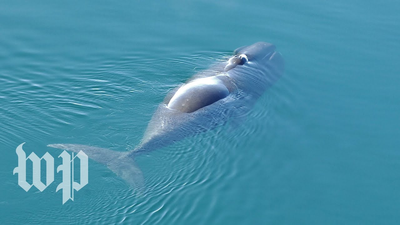 The jazz-like sounds of bowhead whales