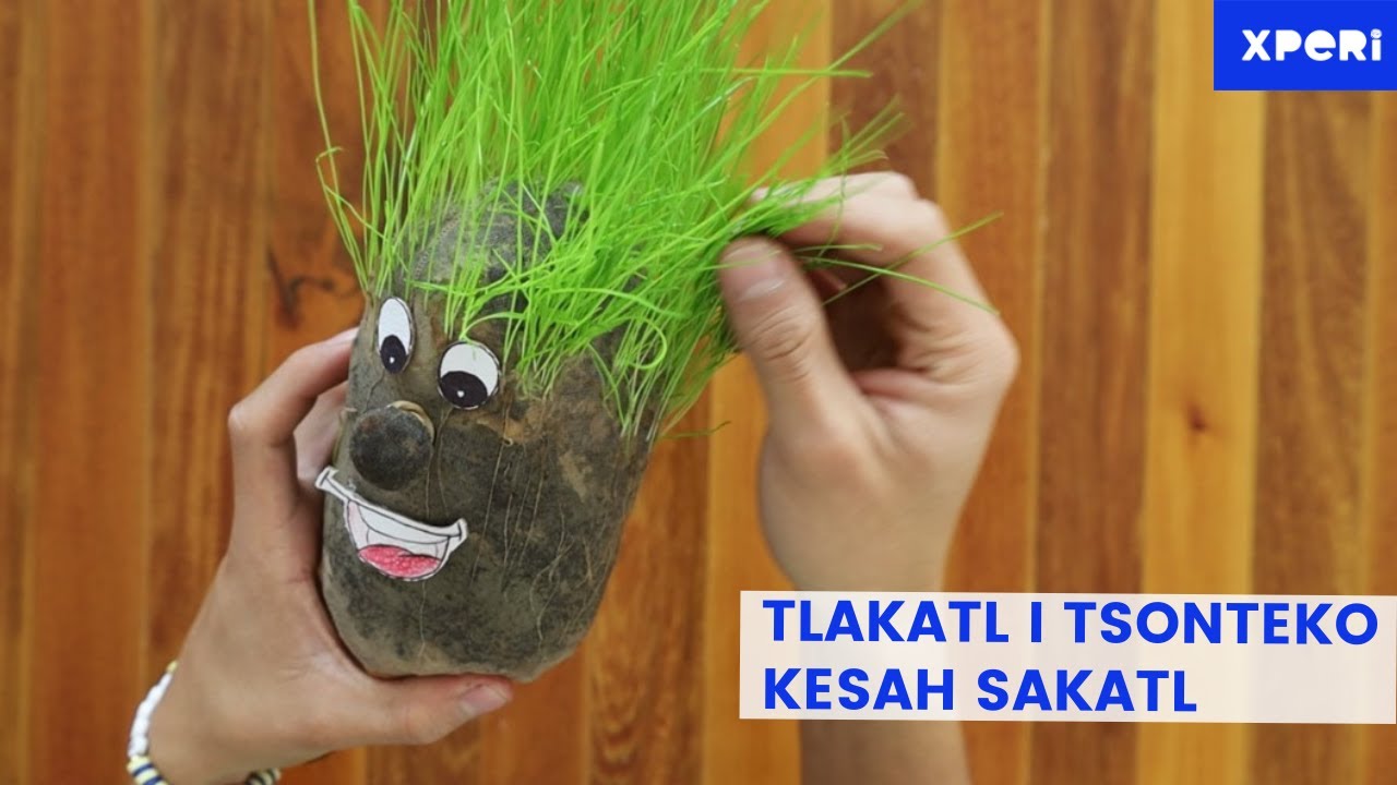 Tlakatl i tsonteko kesah sakatl (Señor cabeza de pasto en Náhuatl)