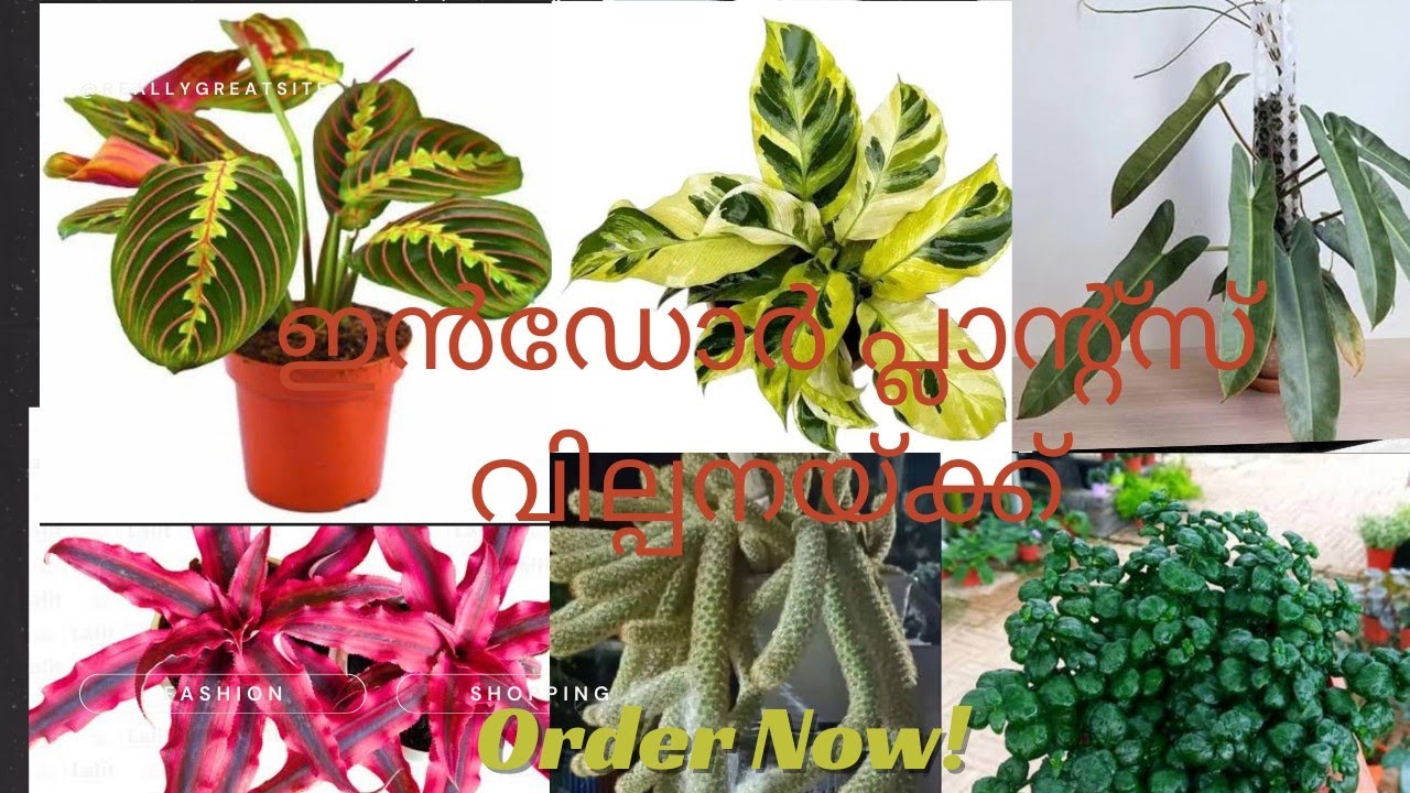 Plantsale#youtube #plants #garden #gardening #gardenflowers #indoorplants#youtubeshorts #plantlover