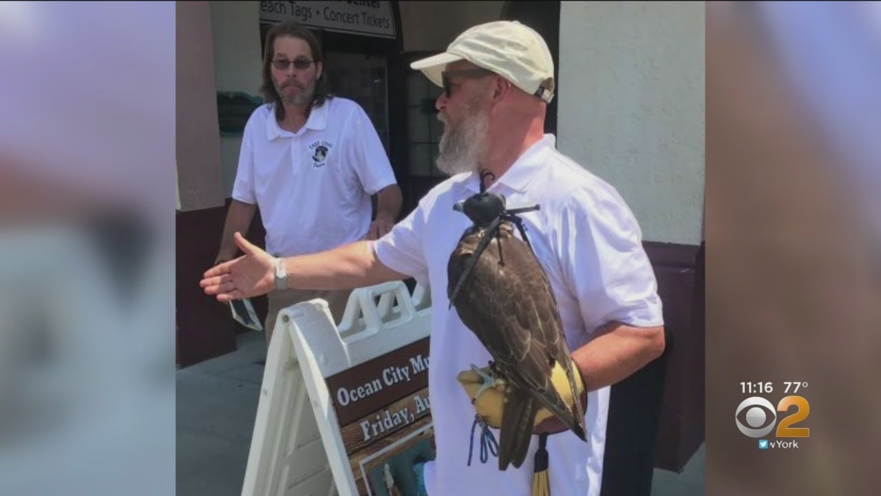 Ocean City Brings In Bird-Of-Prey To Scare Gulls