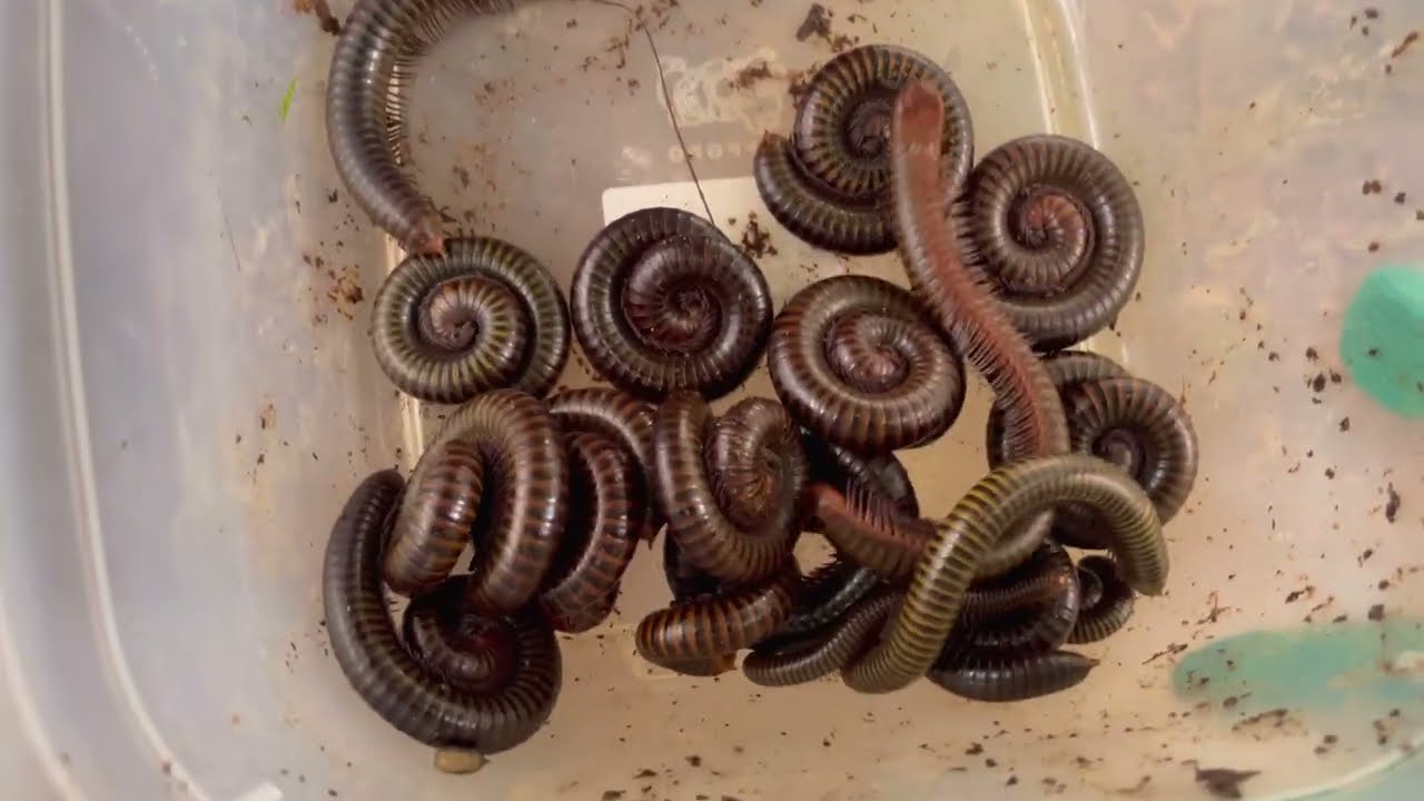 Amazing catching millipedes on the tree 