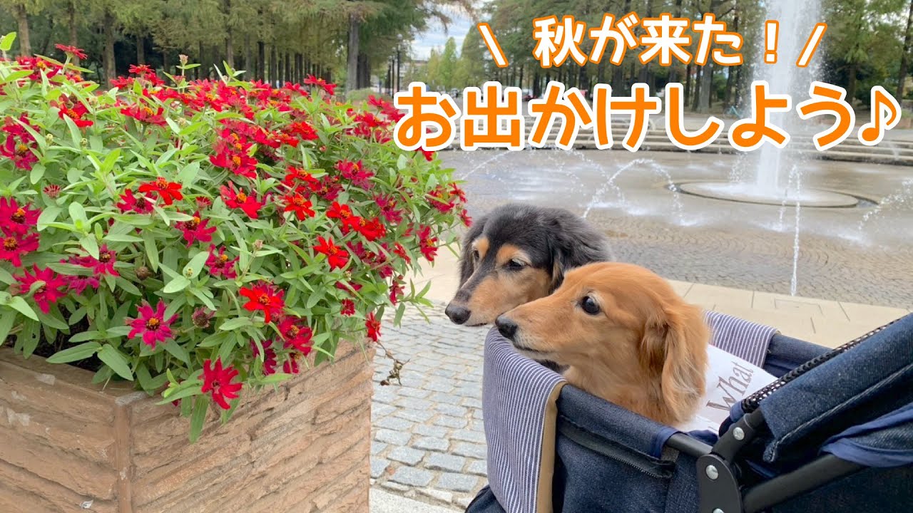【ダックスフンド】秋のおでかけにおすすめ！コスモスの名所【花博記念公園鶴見緑地】